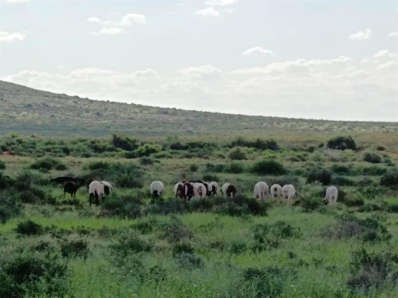 0 Bedroom Property for Sale in Prieska Northern Cape